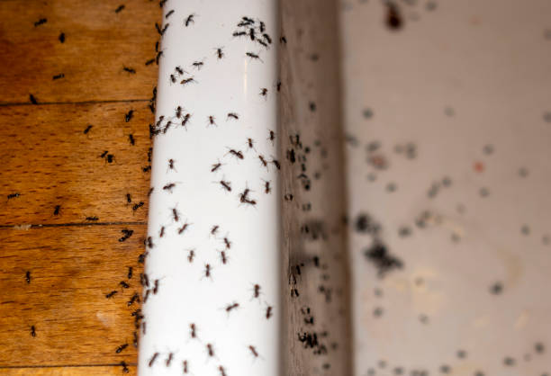 Best Best Pest Control Companies  in Austintown, OH
