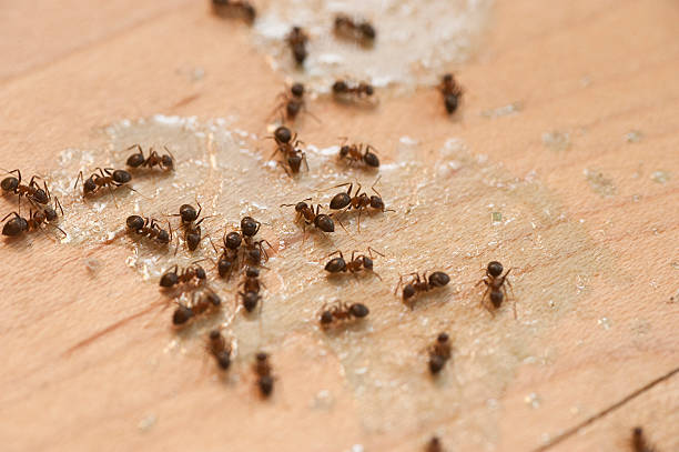 Best Cockroach Control Services  in Austintown, OH