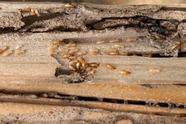 Best Wildlife Control Services  in Austintown, OH